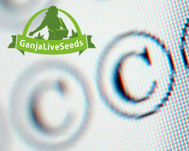 Копирование материалов GanjaLiveSeeds