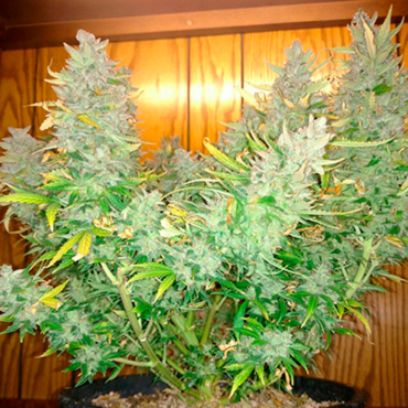 Семена конопли Auto Northern Lights fem