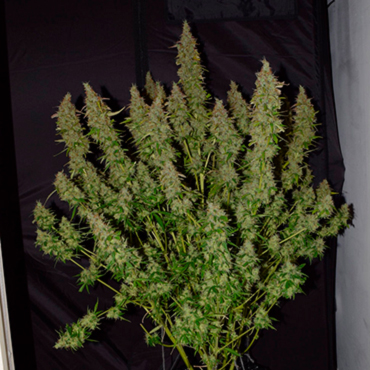 Семена конопли  Auto Big Bud fem