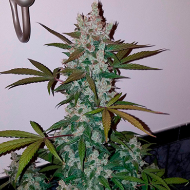 Семена конопли Girl Scout Cookies fem