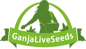 Не дорогие семена конопли GanjaLiveSeeds